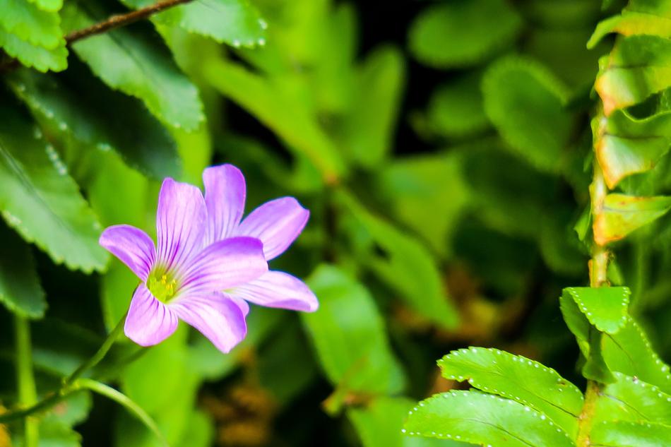 Shamrock Hong Kong Clover Wild