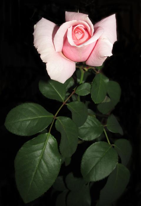 Flower Leaf Flora