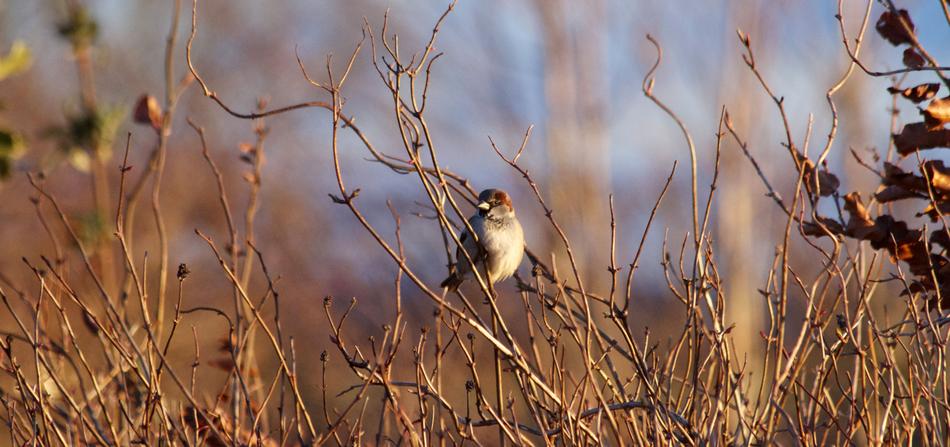 Nature Outdoors Bird