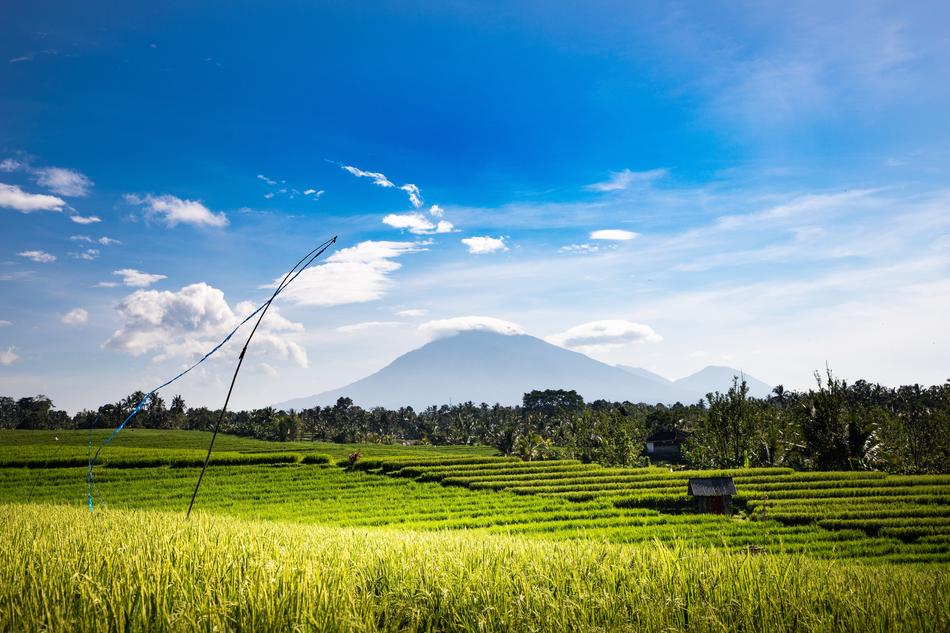 Field Nature Panorama