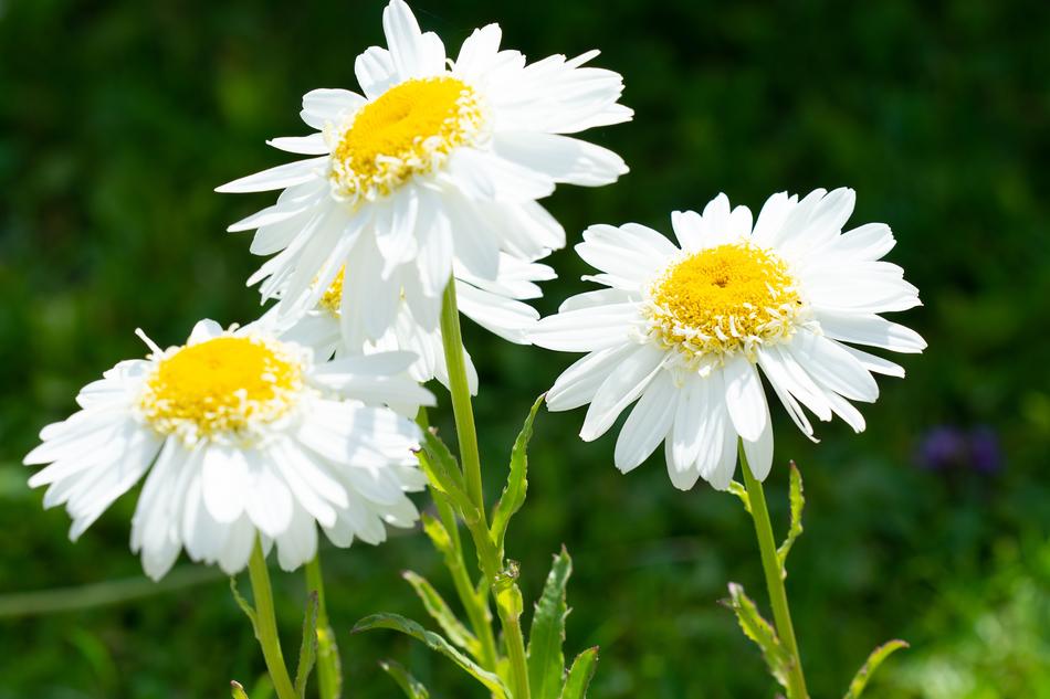 white daisies three garden