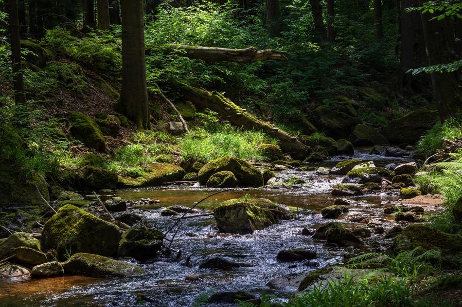 Moss Nature Waters