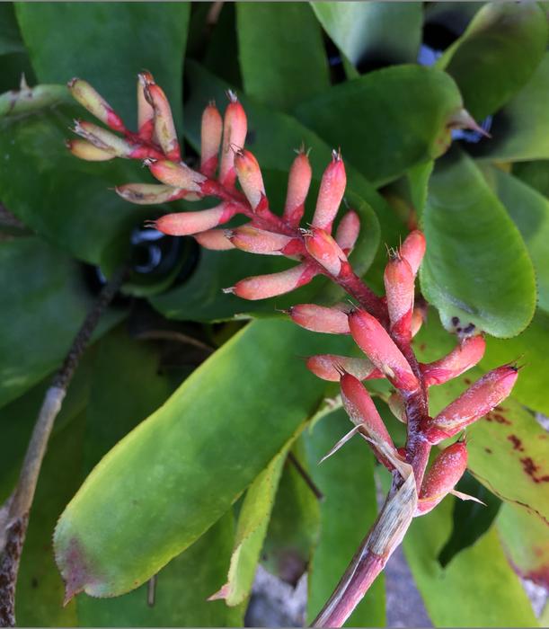 Flower Seed Plant