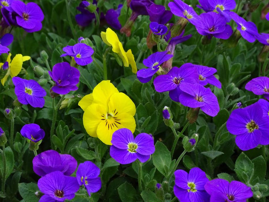 Blue Pillow Aubrieta Cruciferous