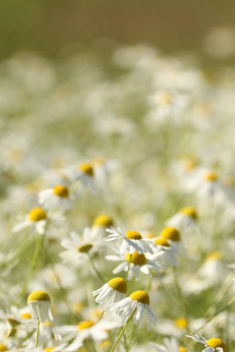 Flower Meadow Summer