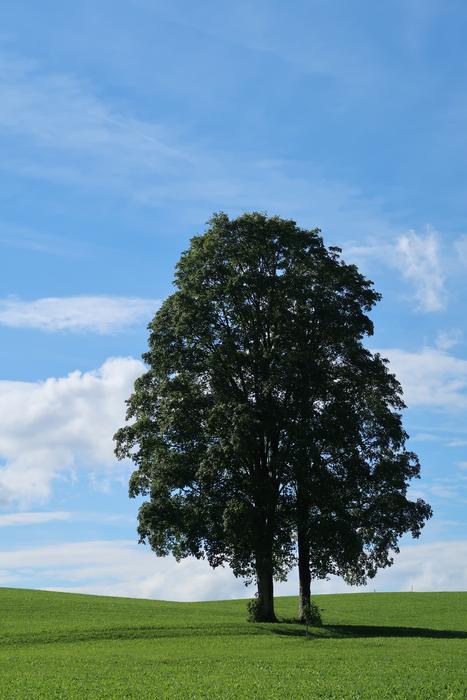 Summer Sky Nature