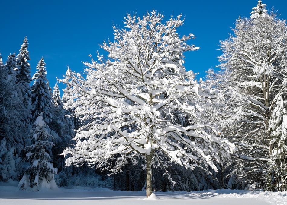 Tree Winter Snow Landscape view