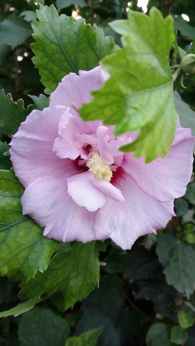 Nature Flora Flower