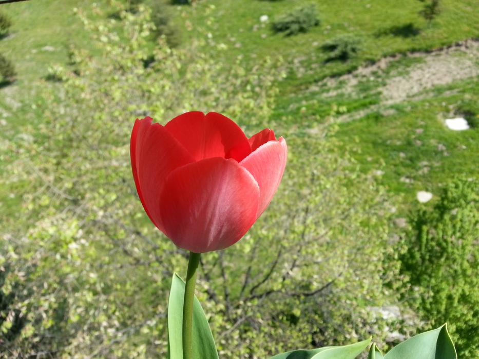 Nature Flower Summer
