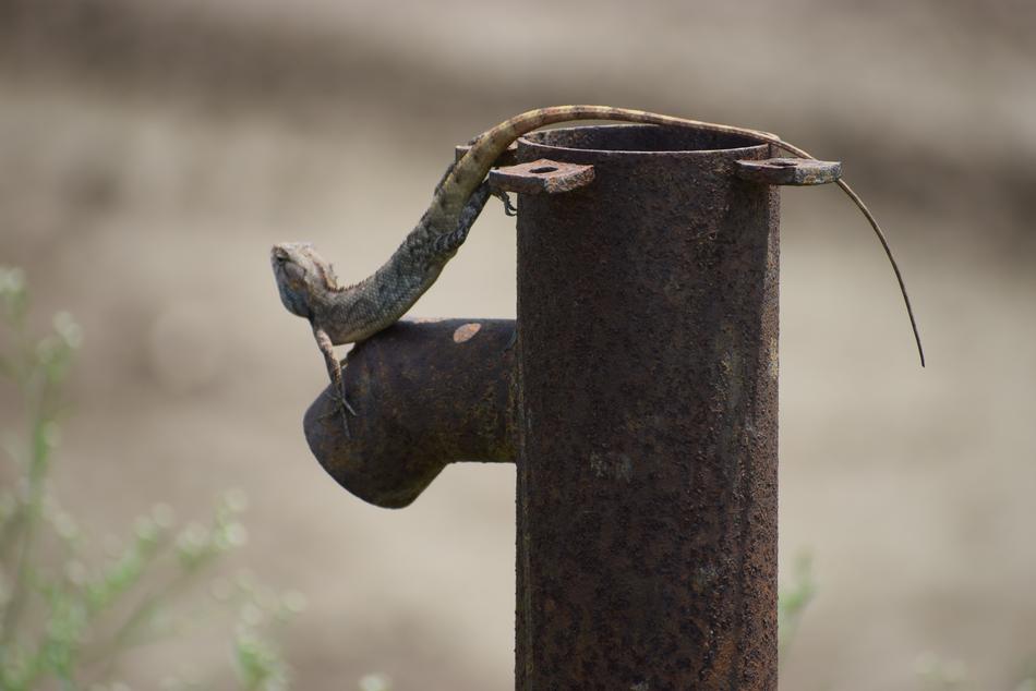 lizard crane rusty