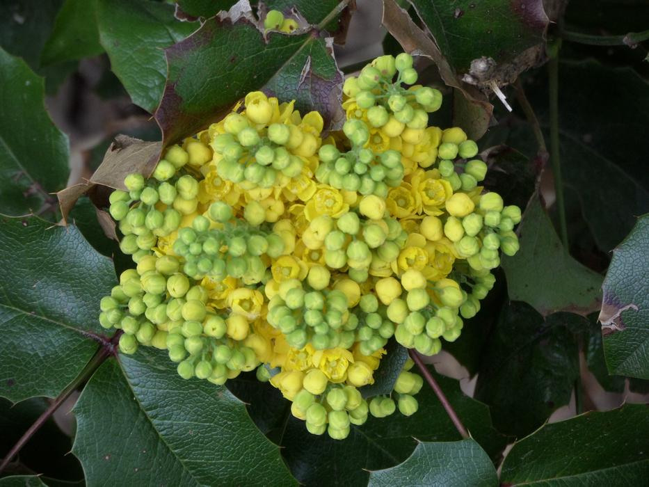Nature Leaf Plant