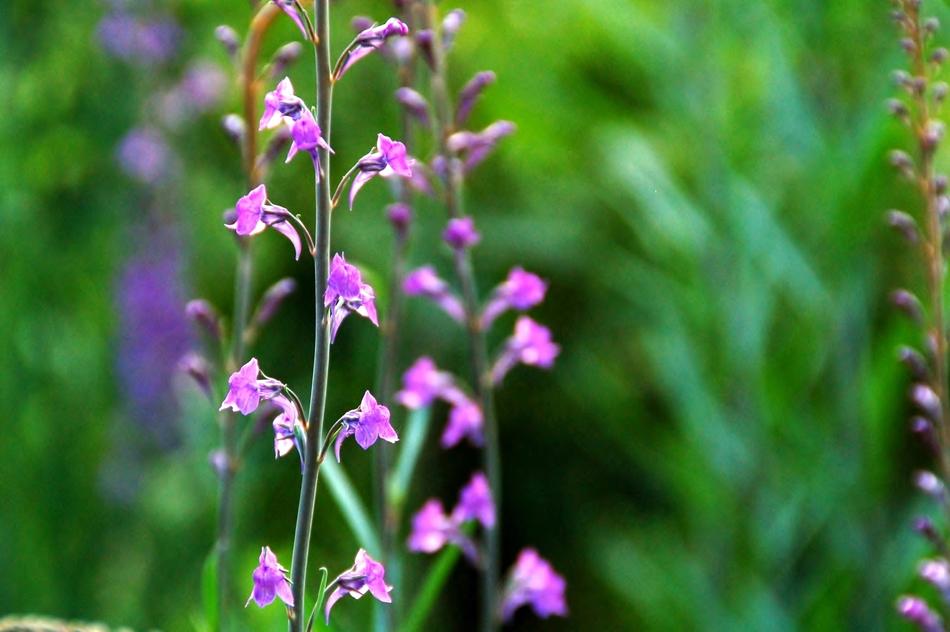 Nature Plant Purple
