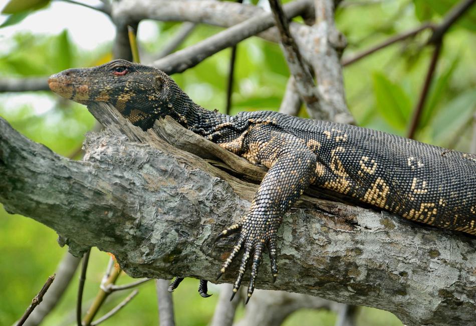 Nature Wild Animals The Animal