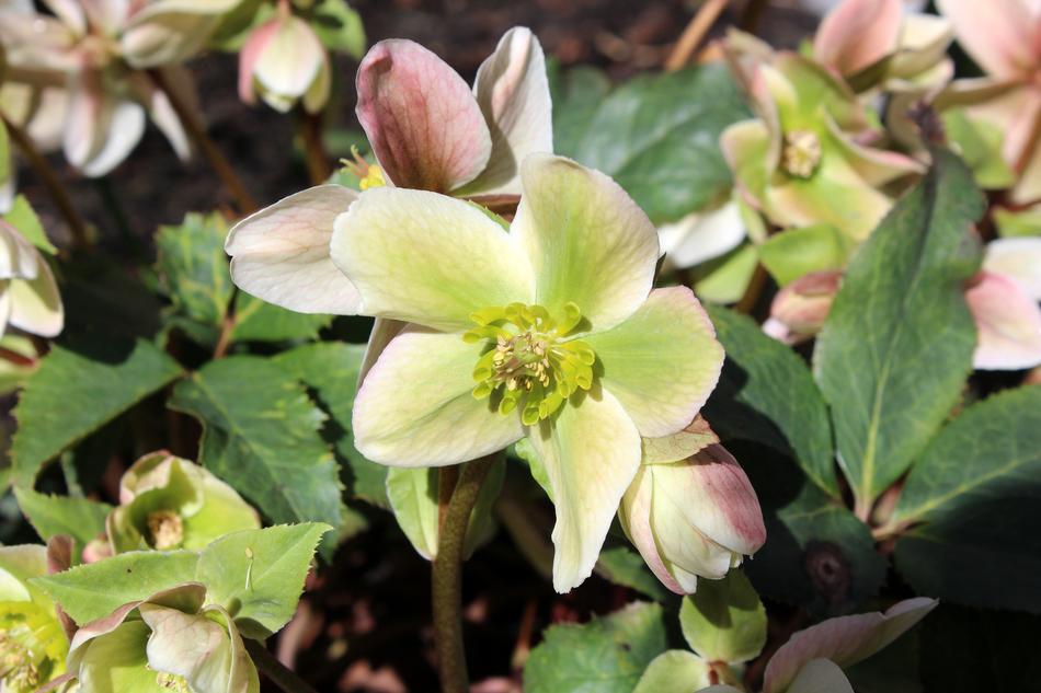 Spring Flowers Hellebore