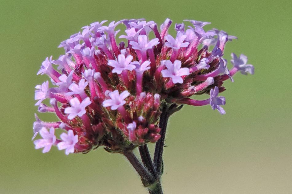 Flower Nature Plant