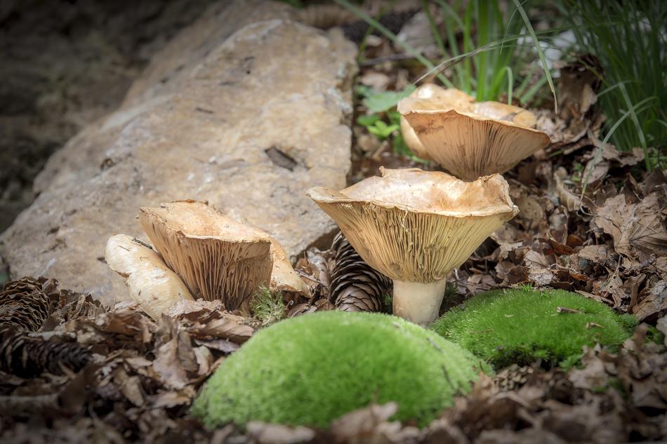 Mushroom Nature