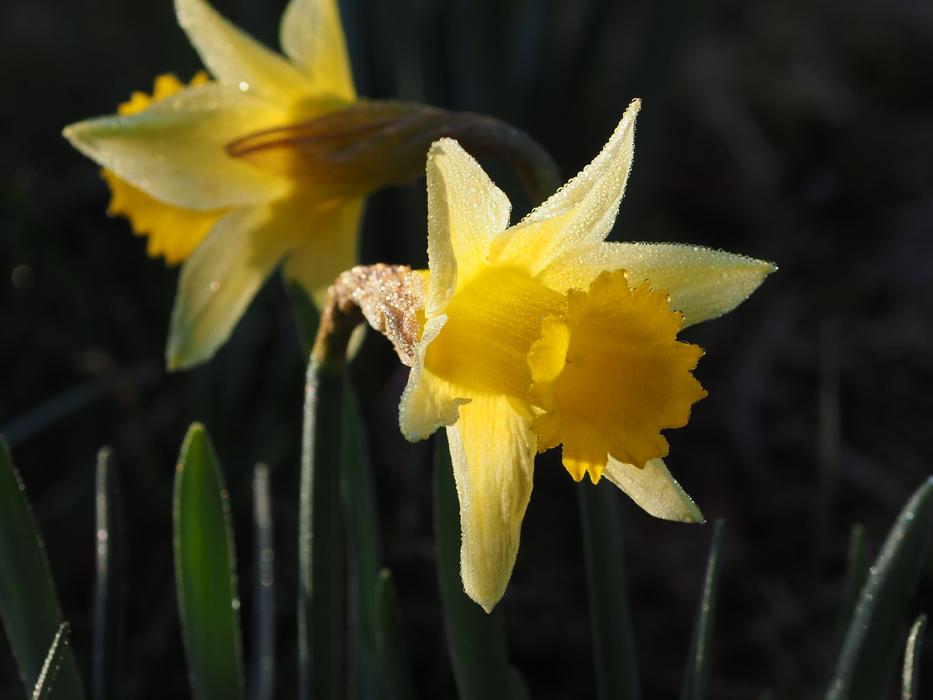 Nature Plant Flower
