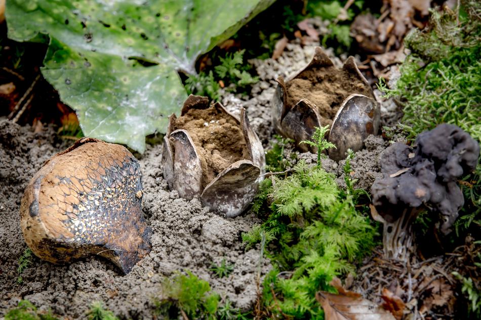 Nature Food Mushroom