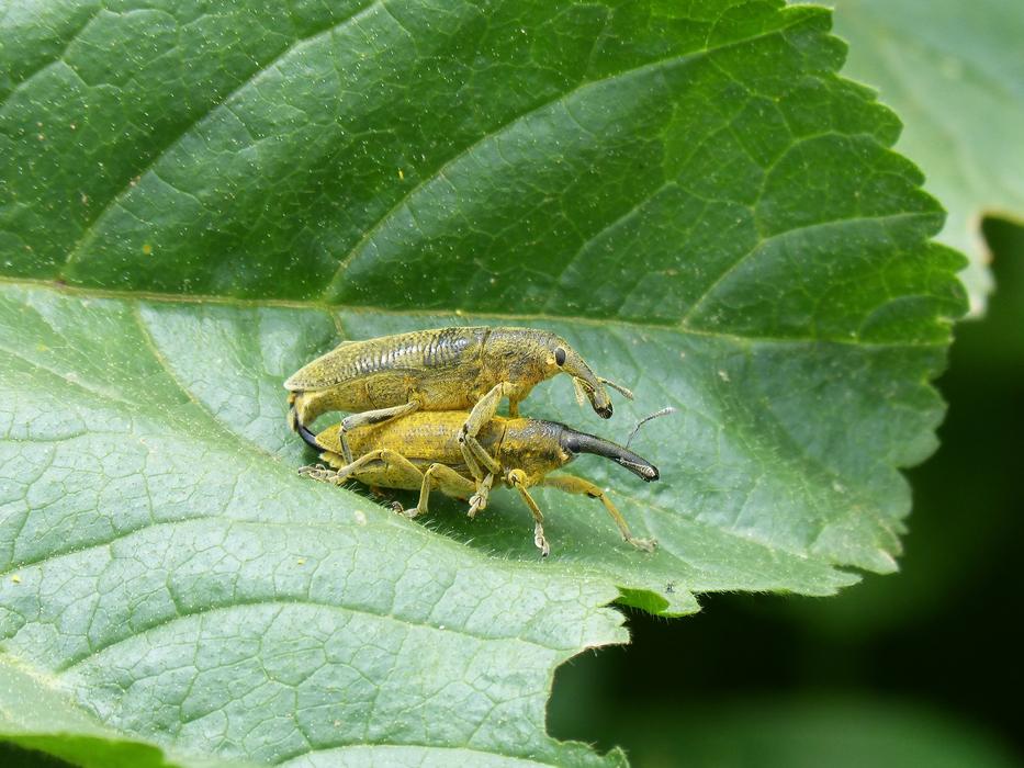 Weevils Of The Mauves Beetle