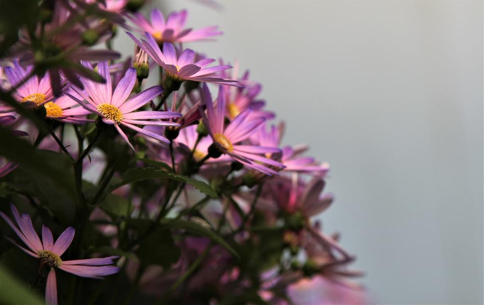 Nature Flower Flora