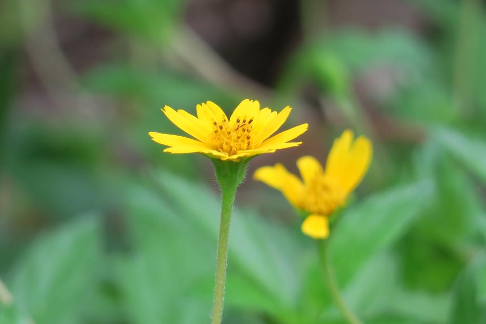 Wedelia Nature Flower
