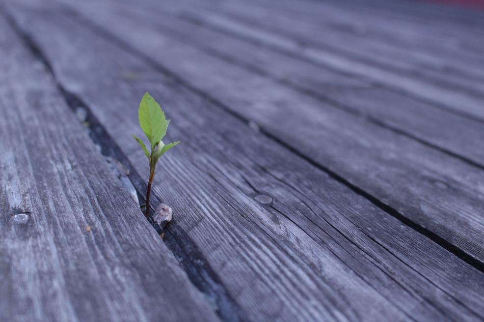 Wood Nature Background