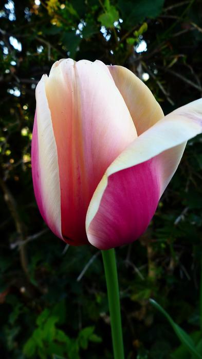 Nature Flower Plant