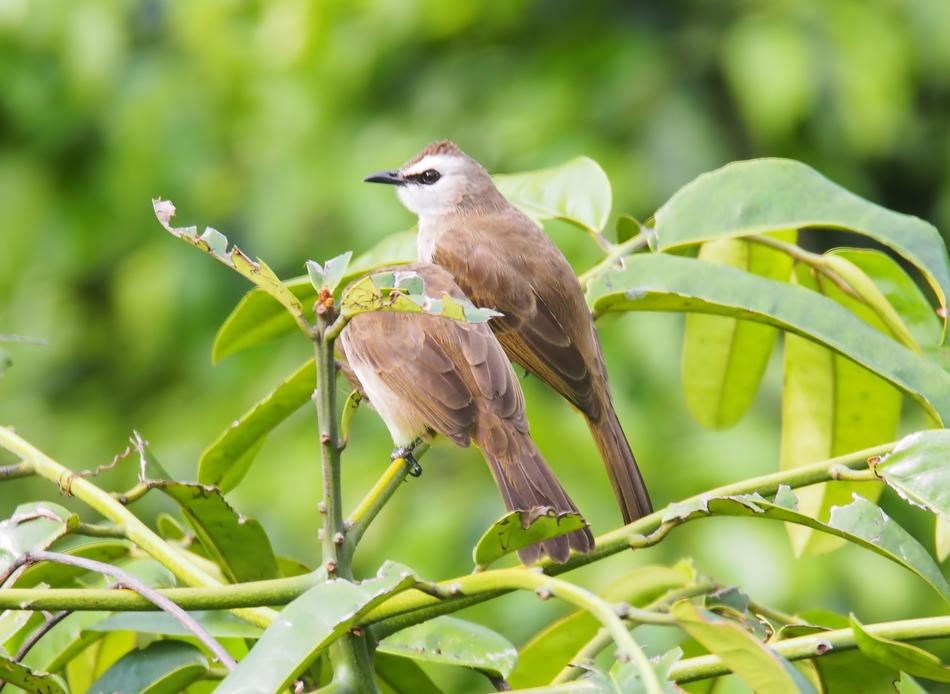 Nature Bird Wildlife