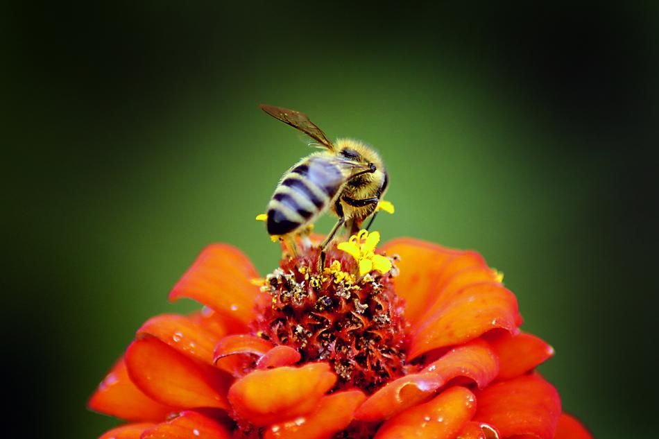 Nature Insect Bee