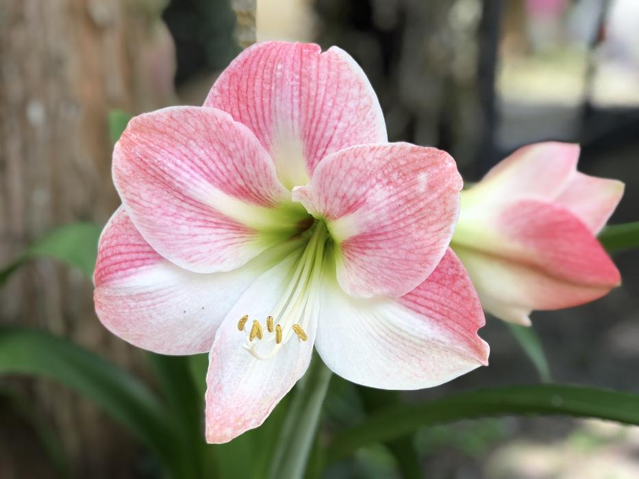 Nature Flower Plant