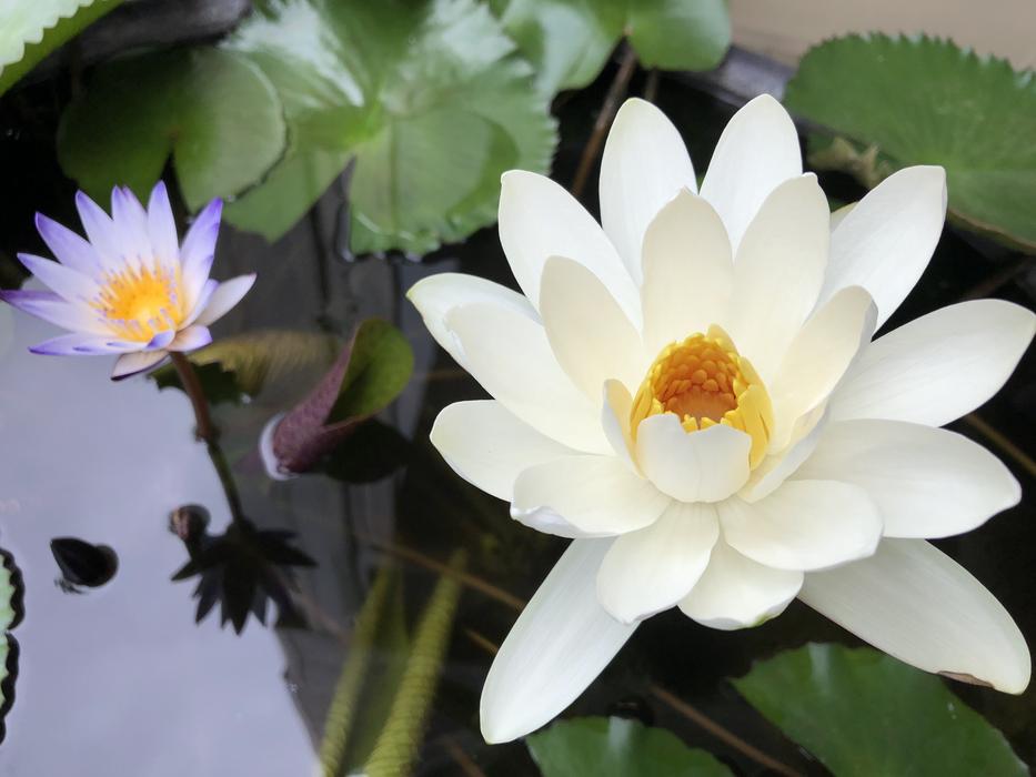 White Flower Plant 蓮