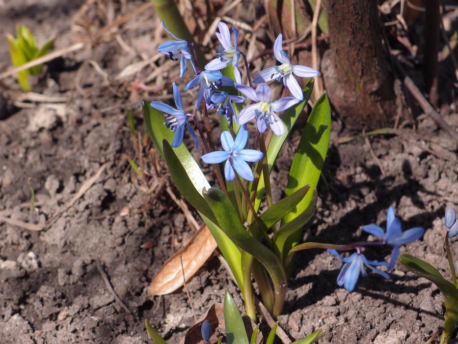 Nature Plant Flower