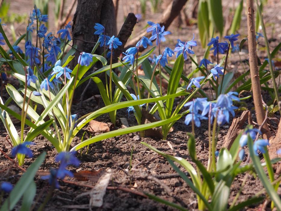 blue beautiful flowers are blooming in the garden