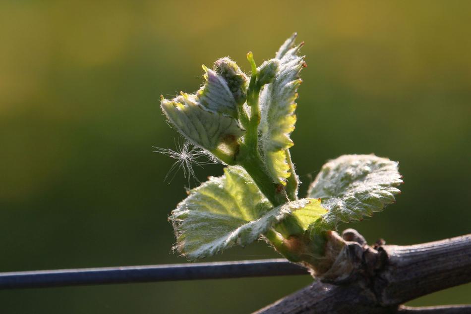 Grapevine Plant Bud