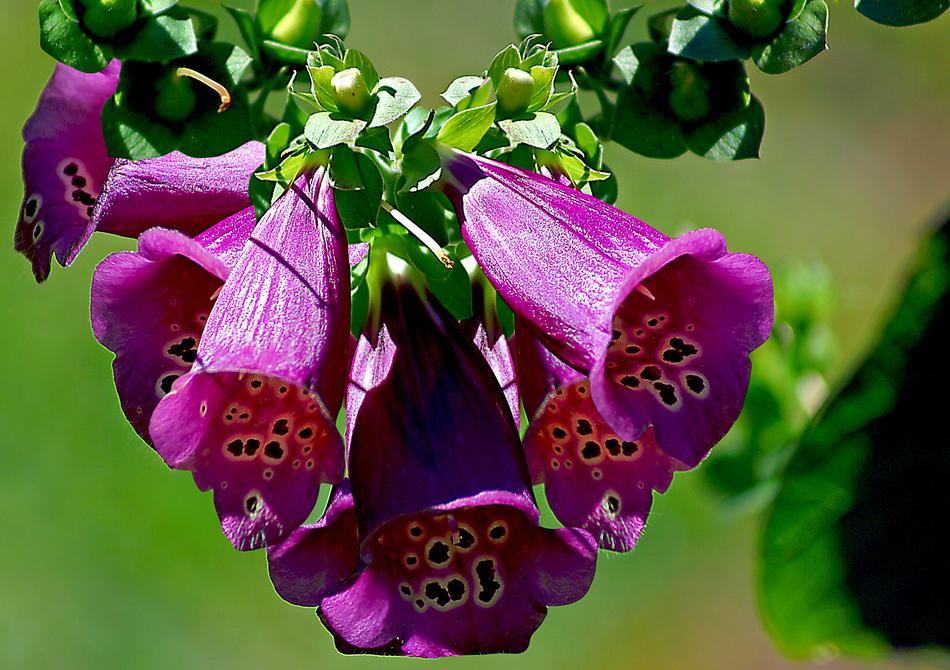 Flower Nature Garden