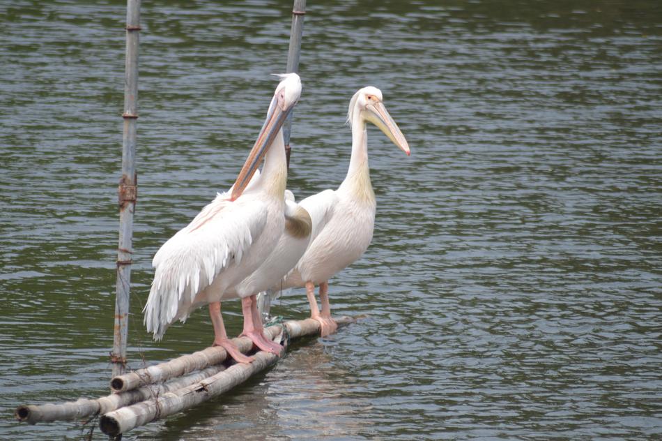 Water Nature Bird