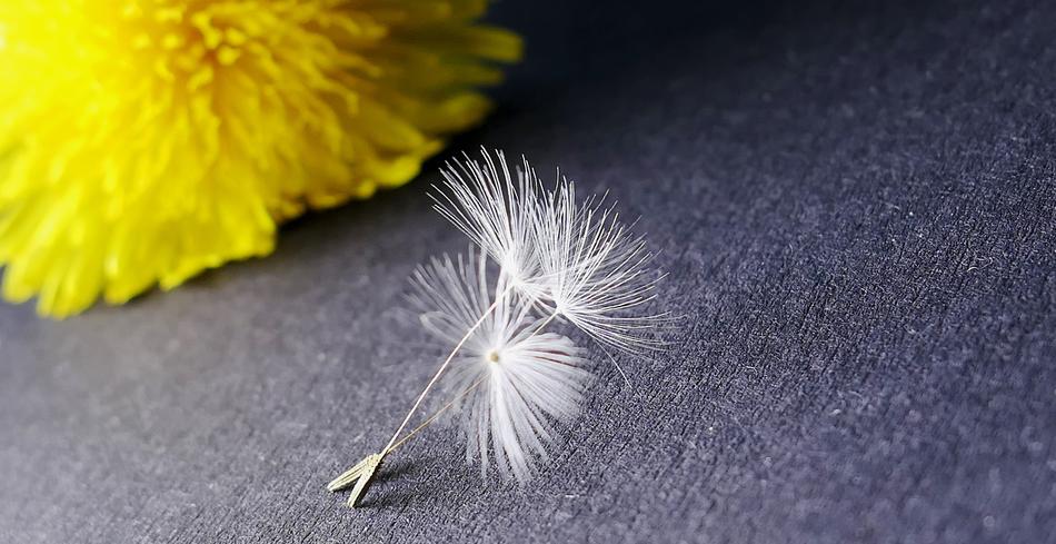 Nature Dandelion Flower