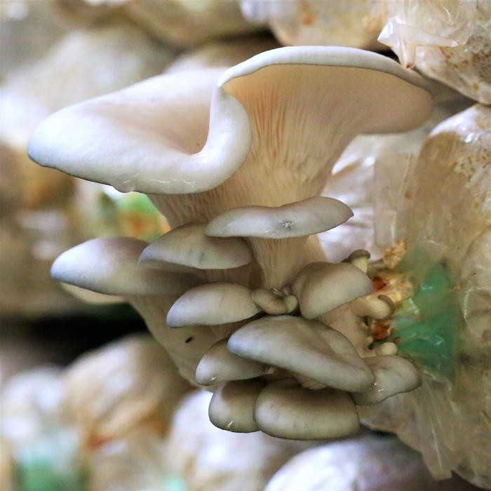 Mushroom Fungus Nature