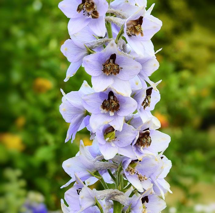 Flower Garden Nature