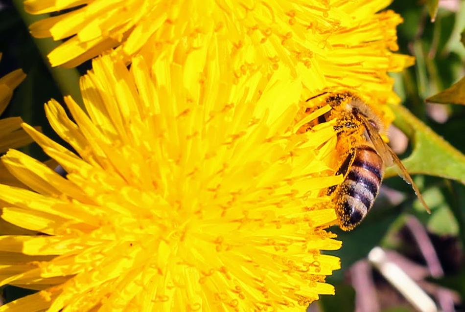 Nature Flower Bee