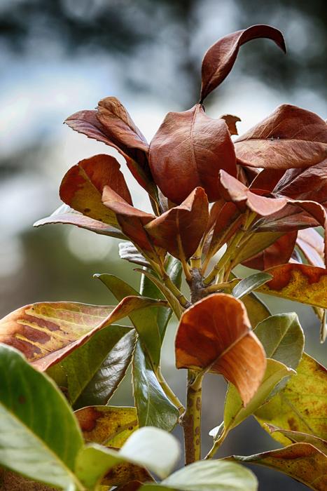 Leaf Nature Outdoors