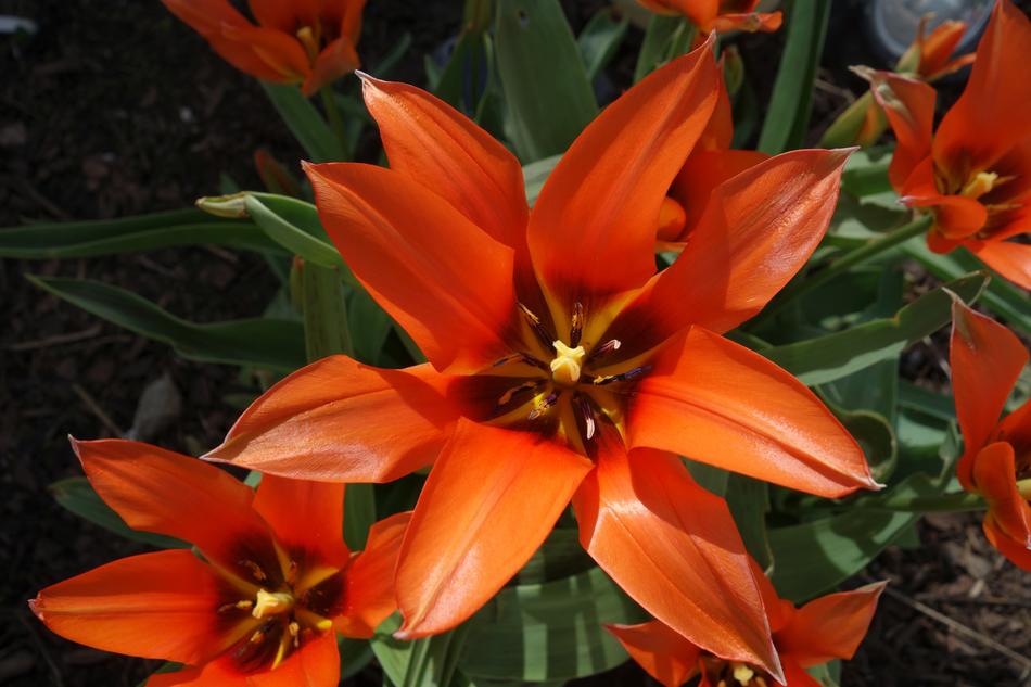 Flower Plant Nature