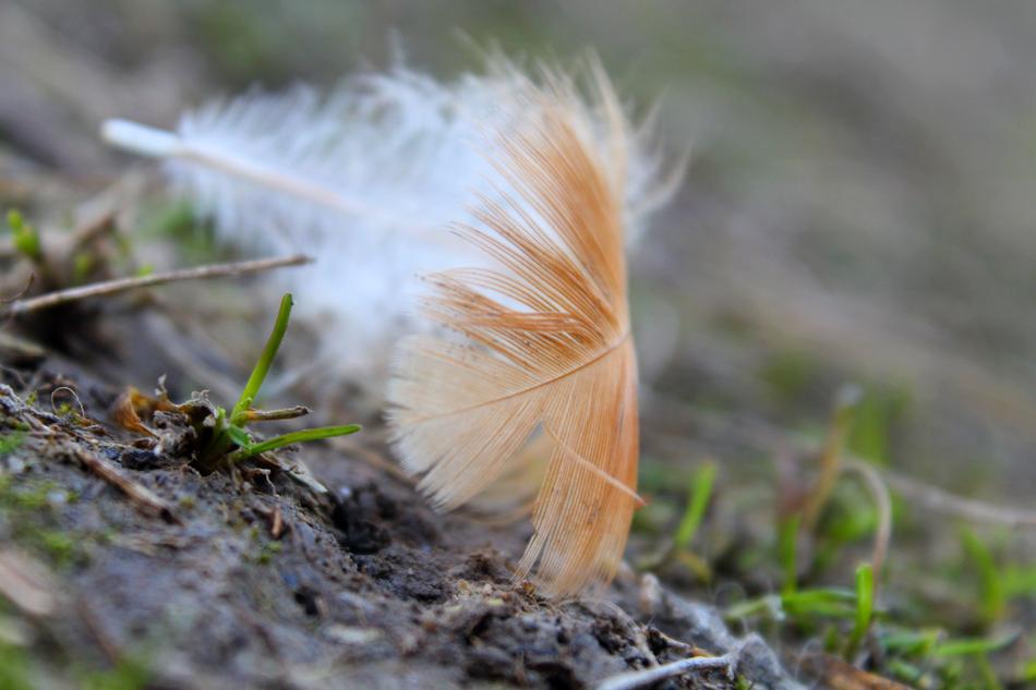 Nature Pen Outdoors