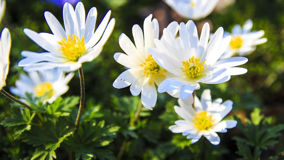 Spring Bloom White