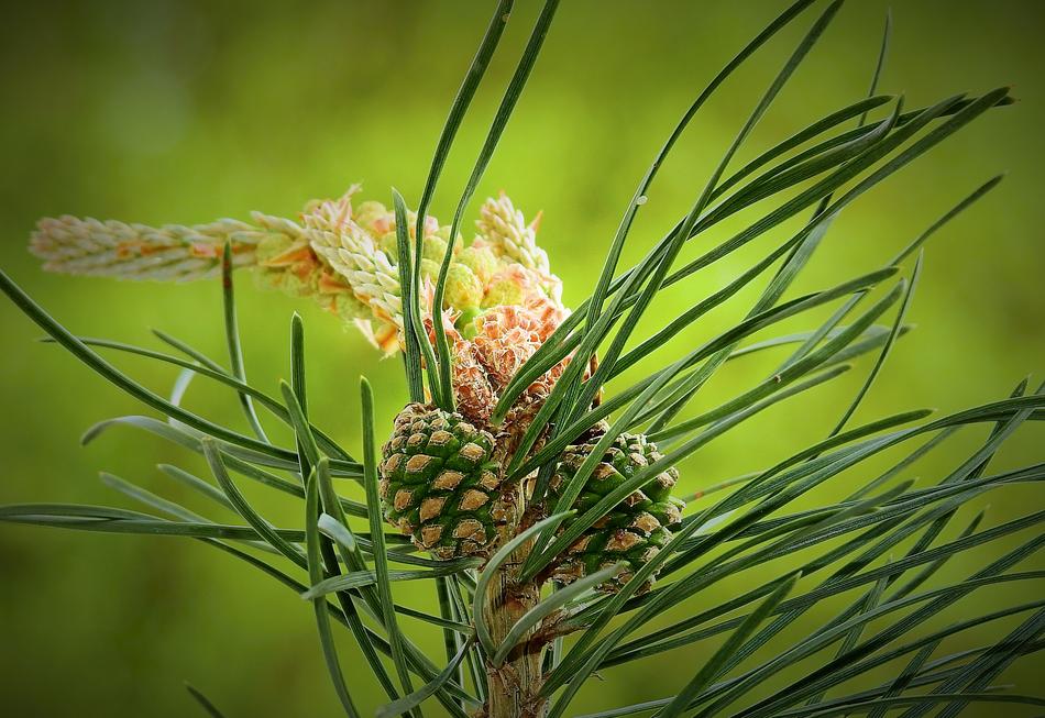 Nature Plant Young Pine Cones
