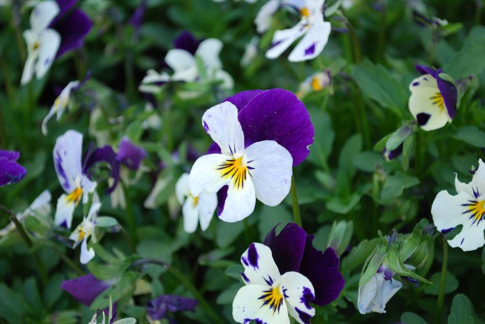 Flower Nature Garden
