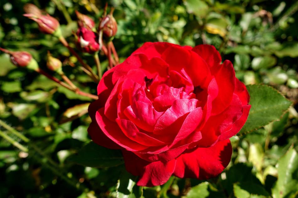 Rose Red Flower