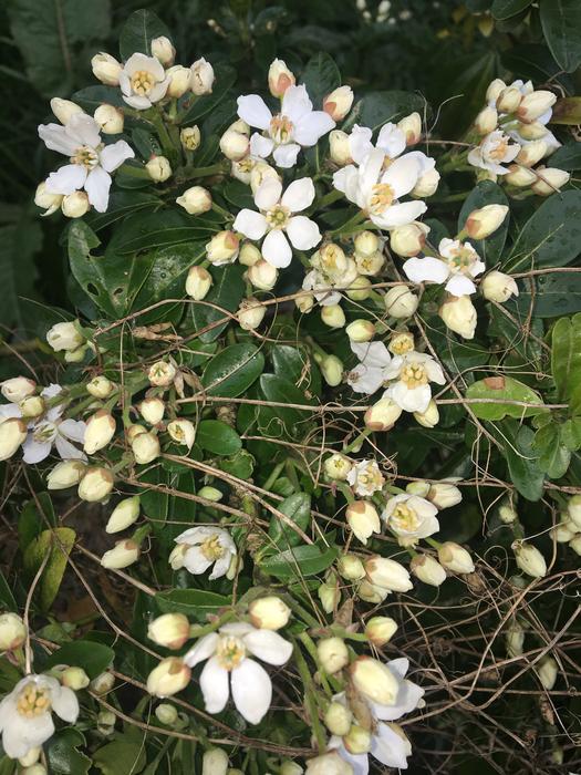 Nature Flower Flora