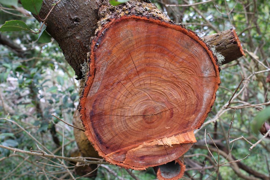 Wood Tree Nature