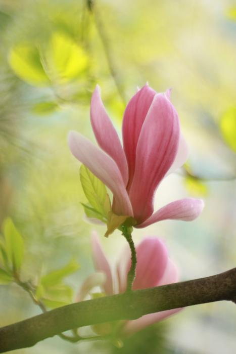 Flowers Plants Nature Noel Online